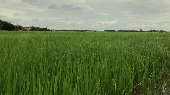 麦田中在风中摇动的麦子 大麦小麦水稻 稻田