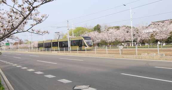 苏州新区科技城樱花盛开 城市道路樱花盛开