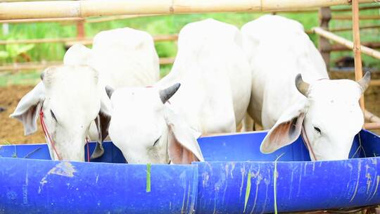 农业、农业和畜牧业的概念-奶牛吃东西
