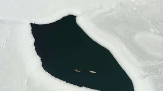 海豹在浮冰中的海面上游泳视频素材模板下载