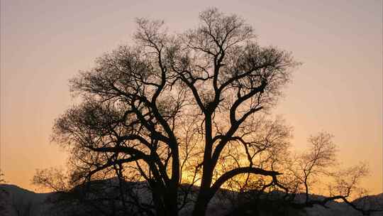 日落黄昏冬季大树