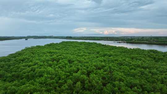 4k湛江乐民港红树林滩涂湿地保护区航拍