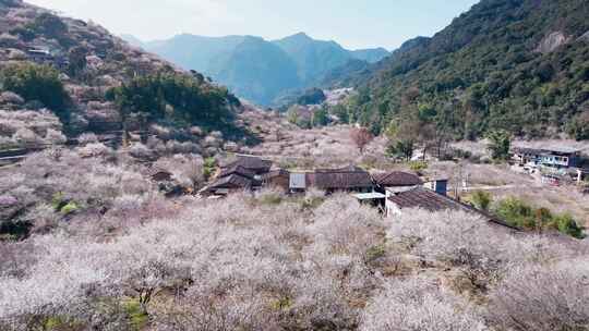 福州永泰青梅花航拍（葛岭万石村）13