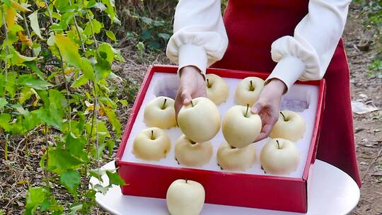 苹果合集