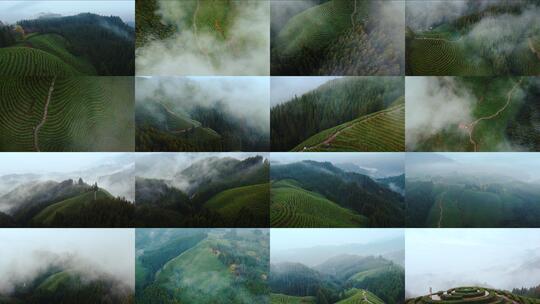 高山云雾清晨茶园茶山风貌合集高清在线视频素材下载