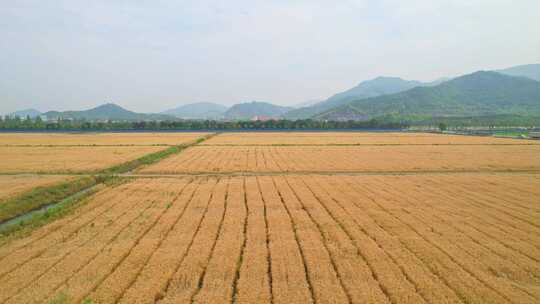 麦田风景航拍