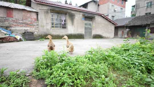 重庆江津区江津真武场客家人聚集地