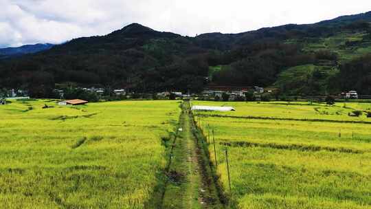 高山峡谷地区金色稻田