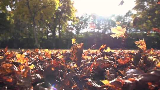 慢镜头秋天森林红叶黄叶树叶飘落落叶唯美