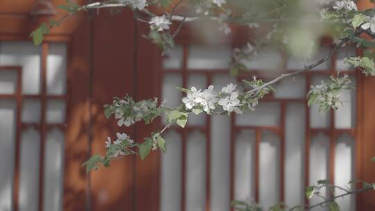 故宫花开 梨花