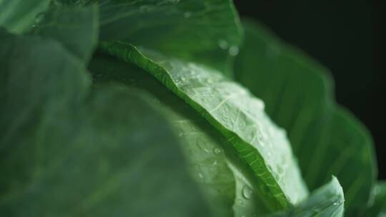 水滴在绿叶菜上的特写