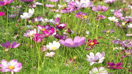 格桑花实拍