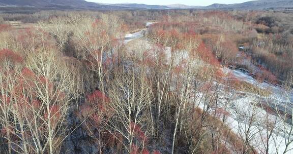 航拍大兴安岭森林风光、红树头