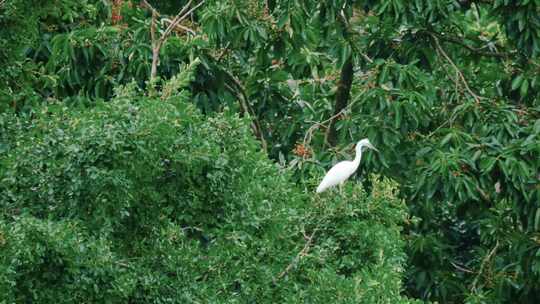 合集 自然公园优美环境生态健康和谐片头