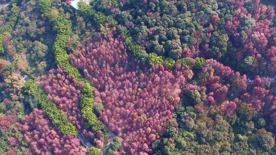 广州从化石门森林公园红枫林高空航拍