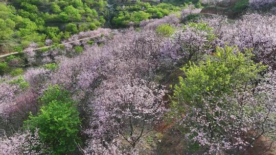 福建福州罗源湾樱花园航拍