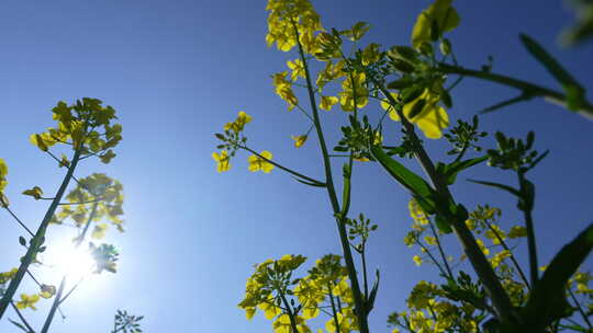 油菜花慢镜头