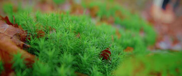 苔藓，草，地面