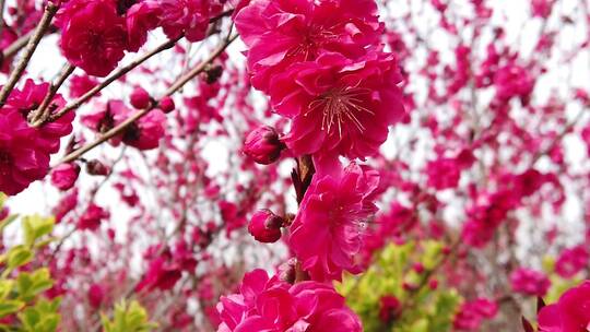 桃花素材