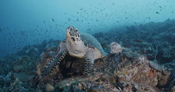 海龟在海底的礁石上游泳