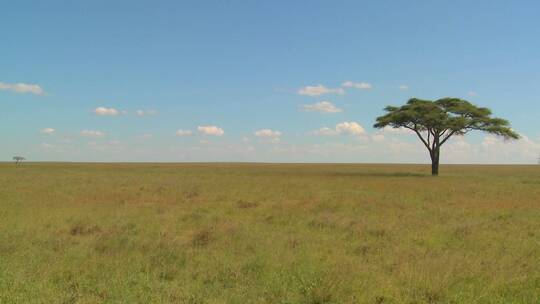 非洲塞伦盖蒂平原上的一棵孤独的树