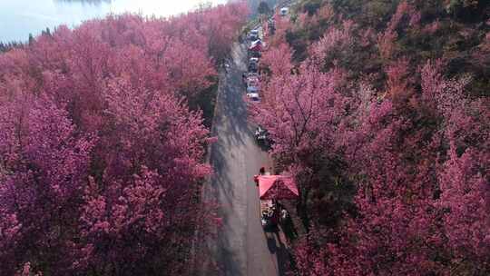 樱花盛开的道路航拍风景