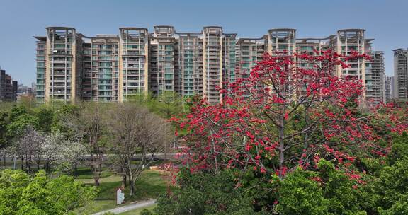 小区旁盛开木棉花景观