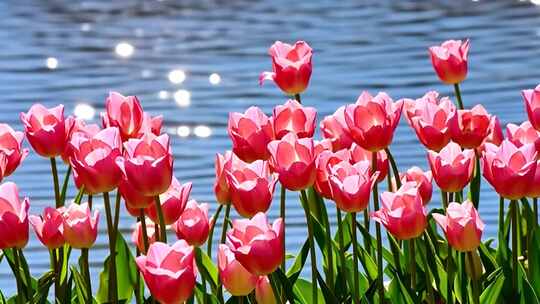 春天郁金香花园花卉花海自然景观