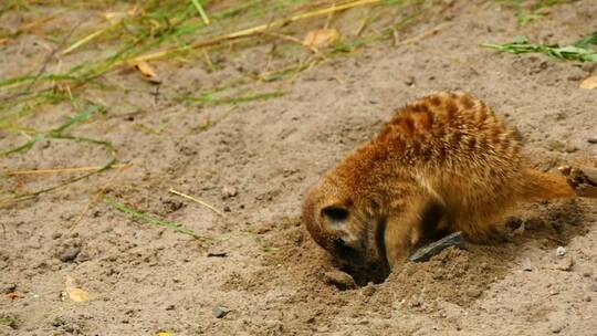 猫鼬在沙子上挖了一个洞