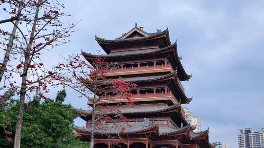 春风中摇曳的木棉花和古建筑