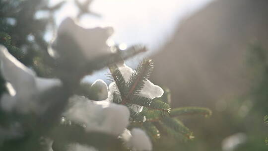 4K唯美雪景松柏常规视频