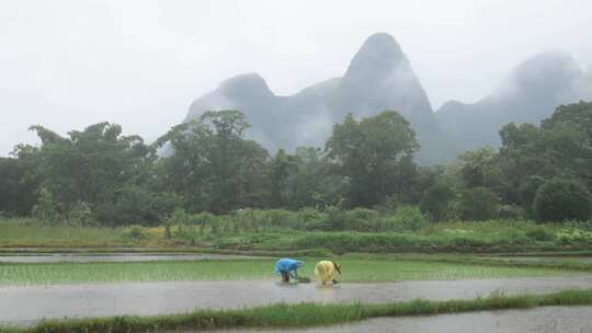 农民雨天插秧 农耕 劳作 栽秧视频素材模板下载