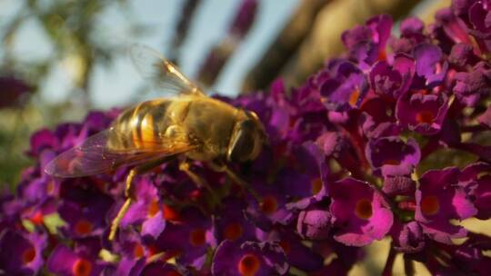紫花上的大黄蜂