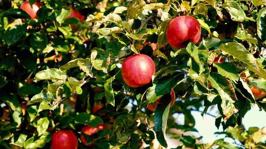 红苹果挂在枝头