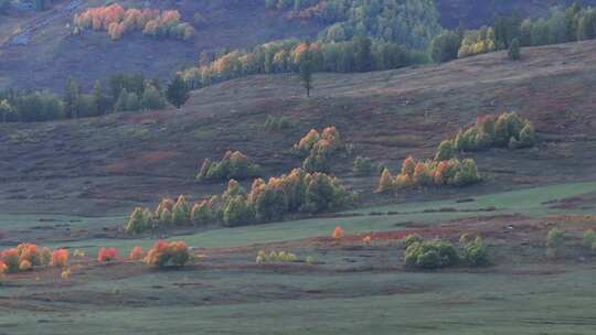 航拍秋天新疆禾木村草原上的红叶