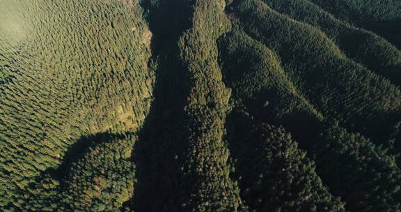 大山林场航拍镜头