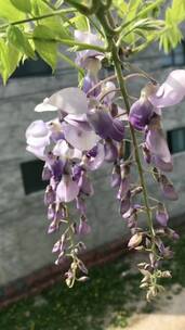 盛开的紫藤花花朵（音乐无版权）
