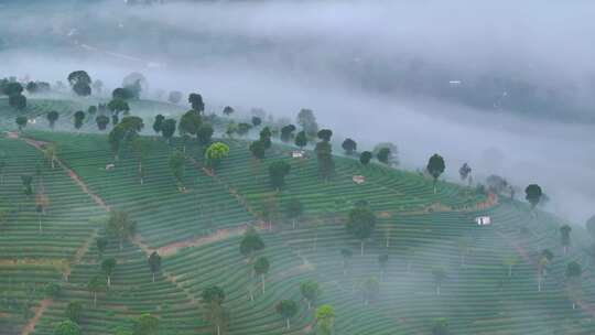 航拍云雾中的茶山