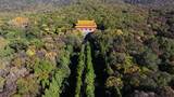 南京秋天 明孝陵 紫金山 钟山风景区高清在线视频素材下载