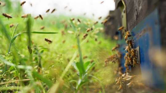 春天草丛里蜜蜂成群飞舞特写慢镜头养蜂场
