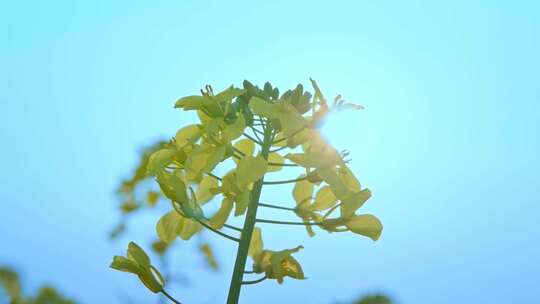 油菜花唯美意境春暖花开