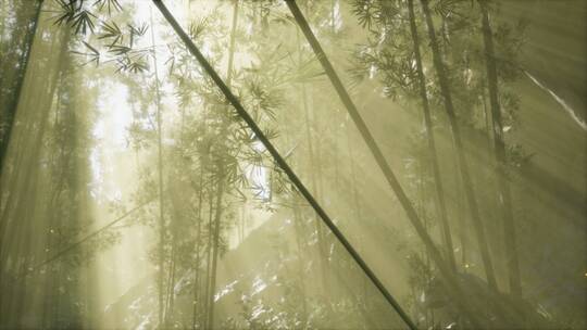 晨雾中的竹林视频素材模板下载