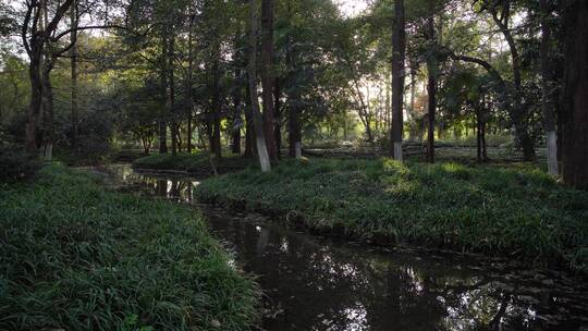 杭州西湖景区曲院风荷风景