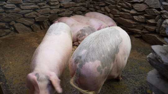 农村猪圈圈养猪