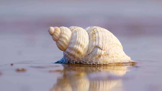 海边海螺贝壳