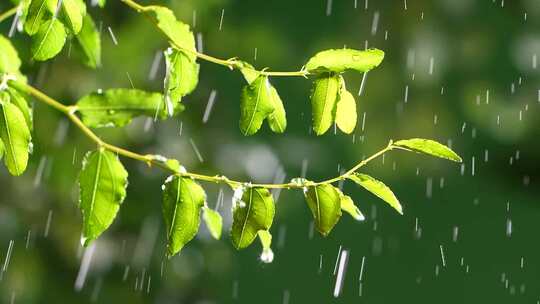 枣芽 枝丫 树 下雨