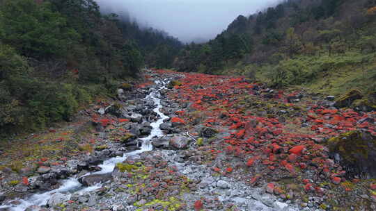 天全县二郎山喇叭河风景区的红石滩