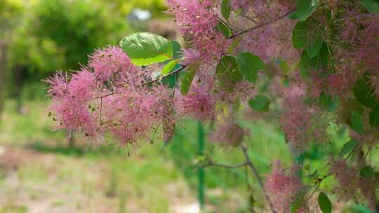 花草植物空镜素材——黄栌花