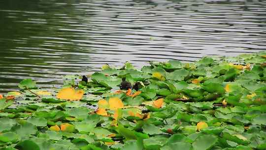 黑水鸡在湖水中觅食的场景《合集》
