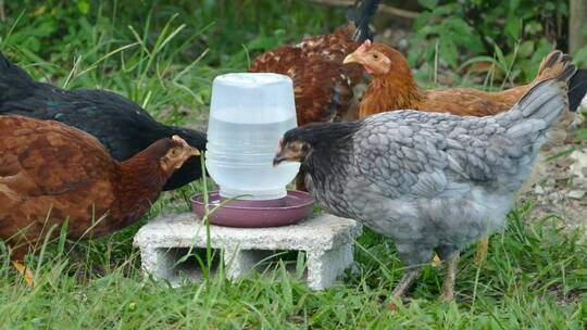 在农场喝水的鸡
